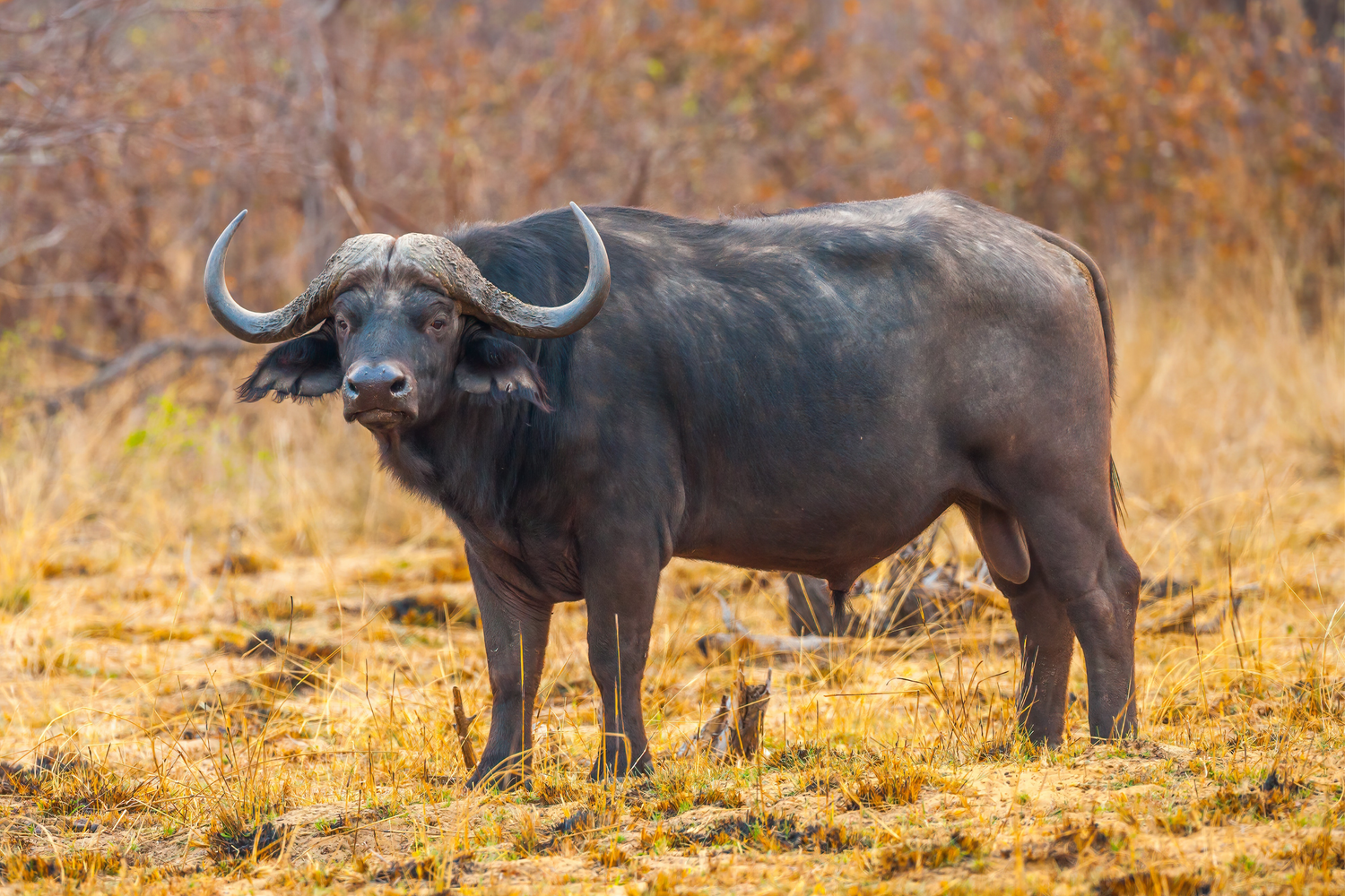 Die Unterschiede von Büffel und Bison